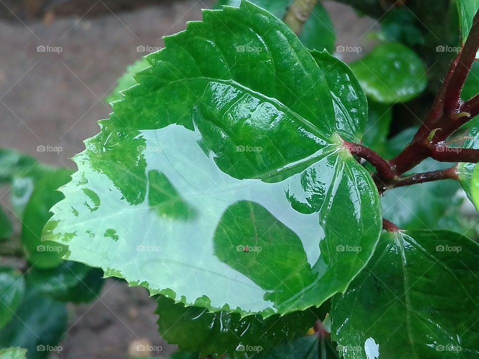 Rain water on the leaf