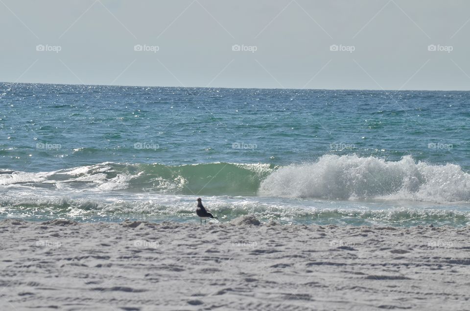 seagull on beach