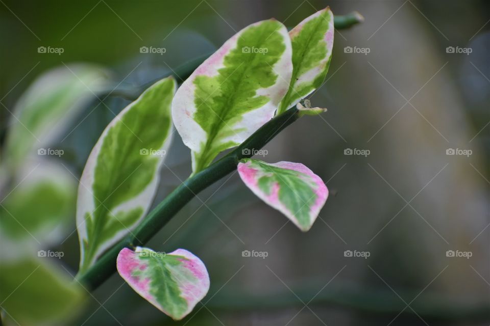 Foliage, green and pink