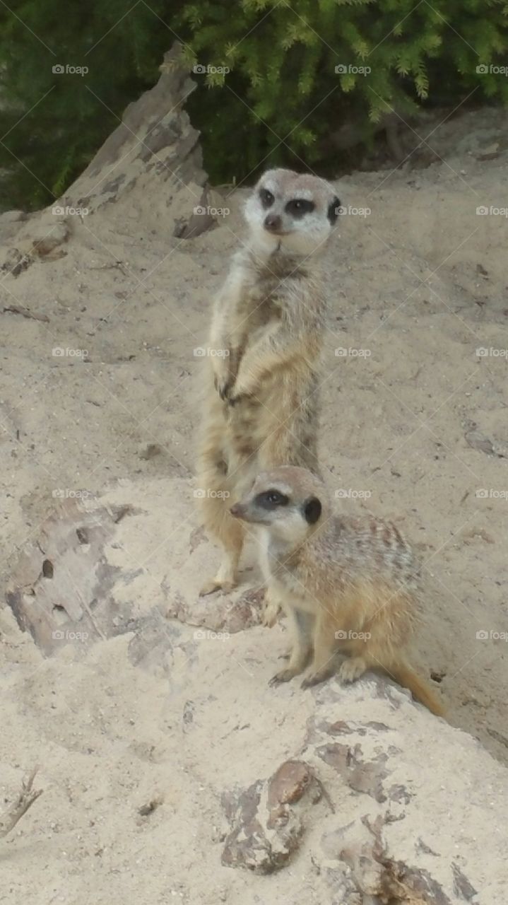 being a meerkat