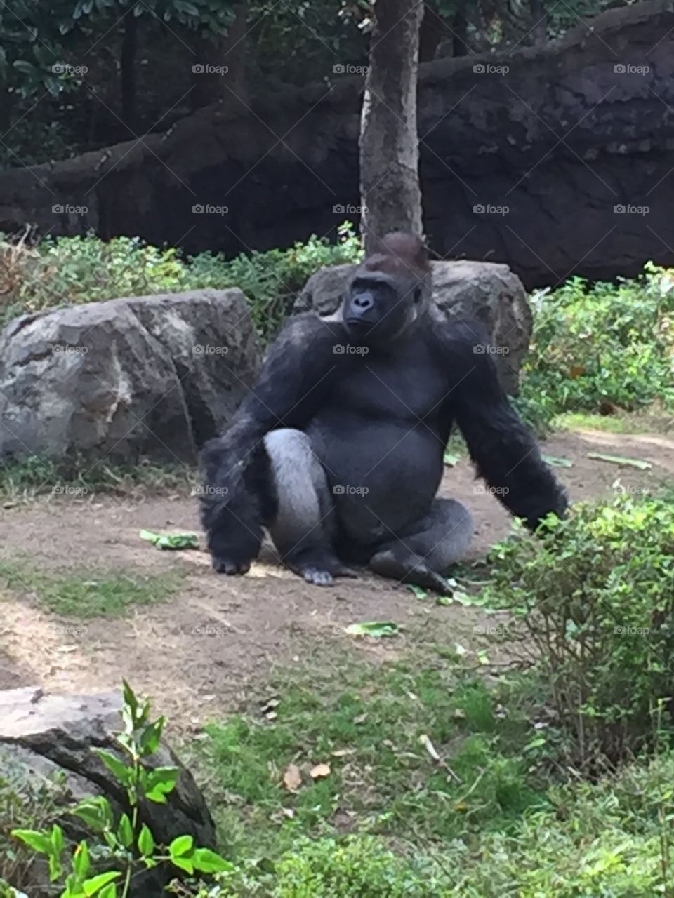 Big Silverback Gorilla