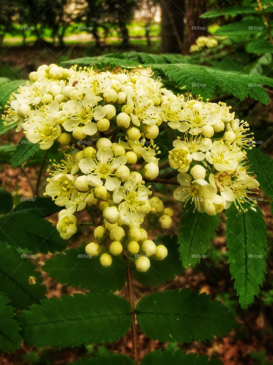 Tree with yellow flowers