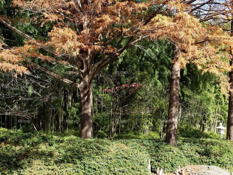 Japanese Gardens at Fort Worth botanical