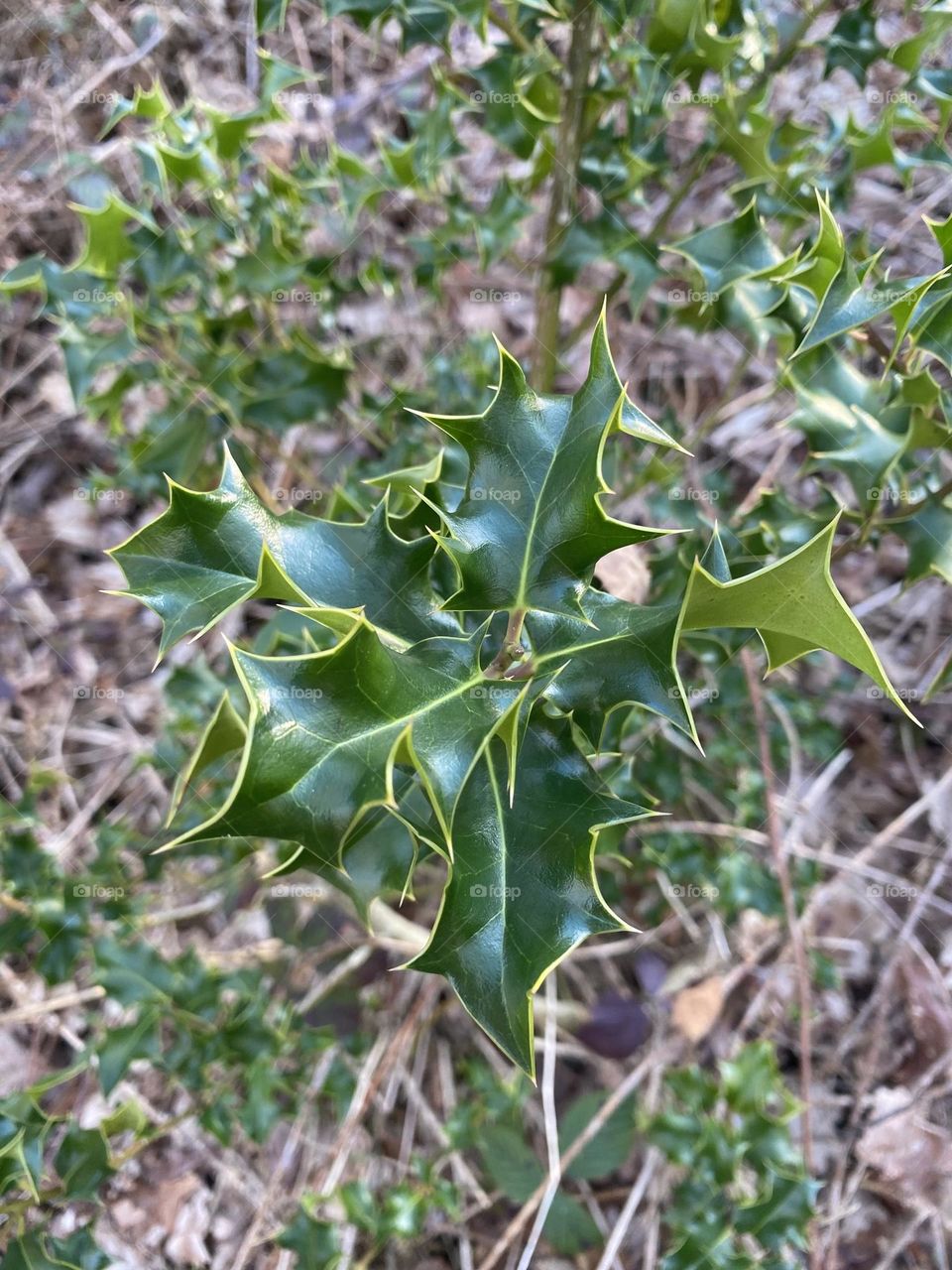 Leaves 