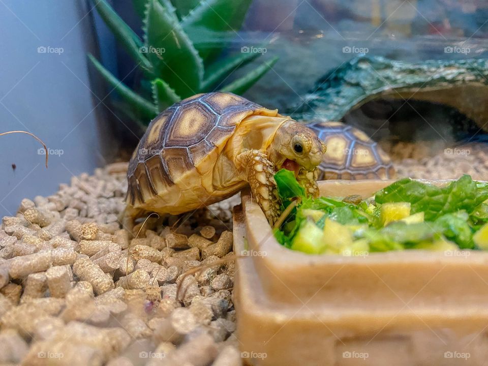 Little turtle eating 