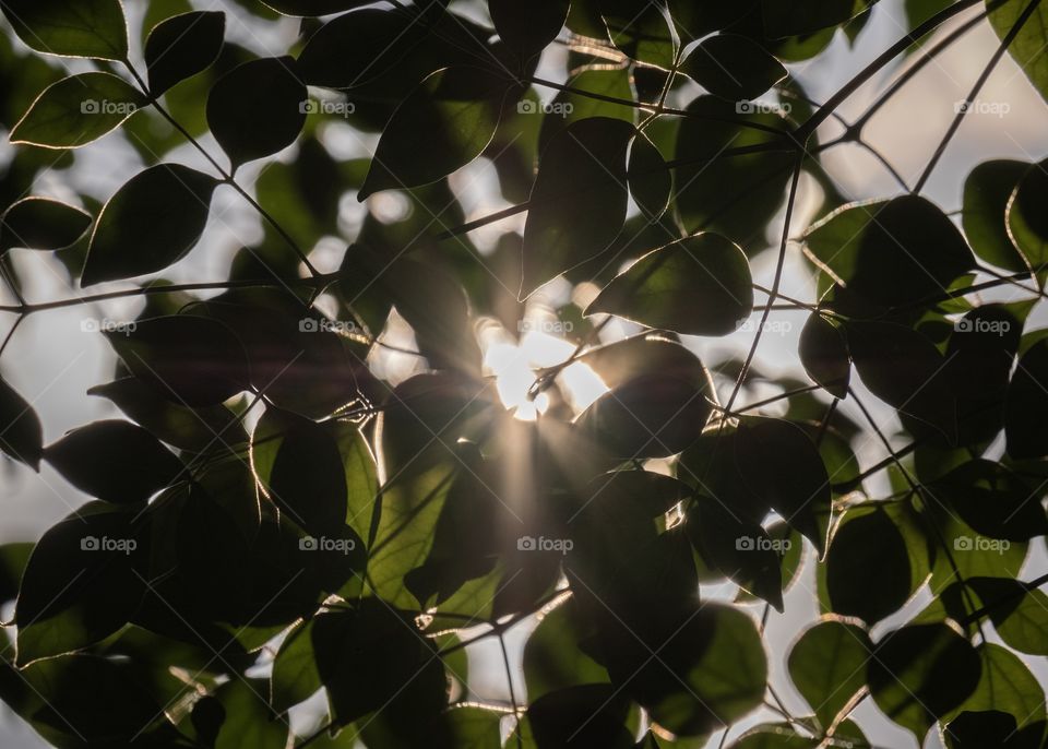 Light through leaves