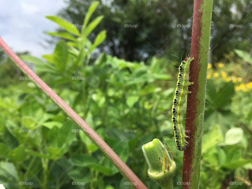 Caterpillar 🐛 on the ladyfinger plant