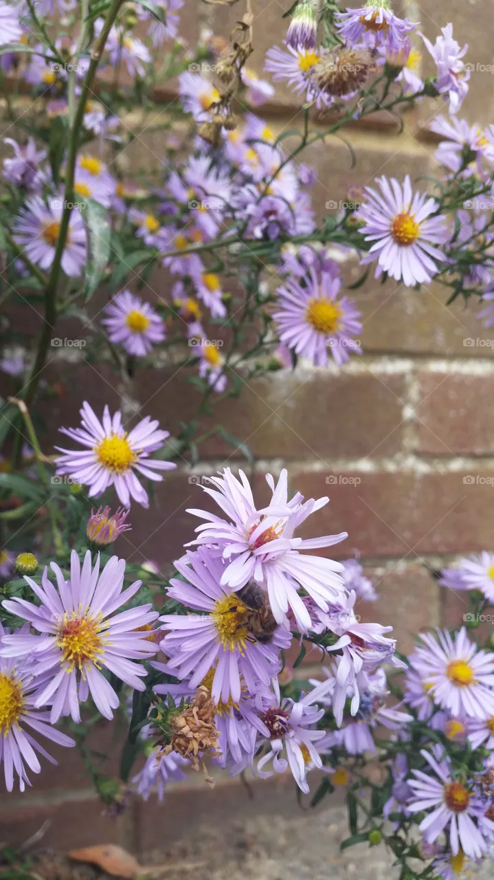 Flower, Nature, Flora, No Person, Summer