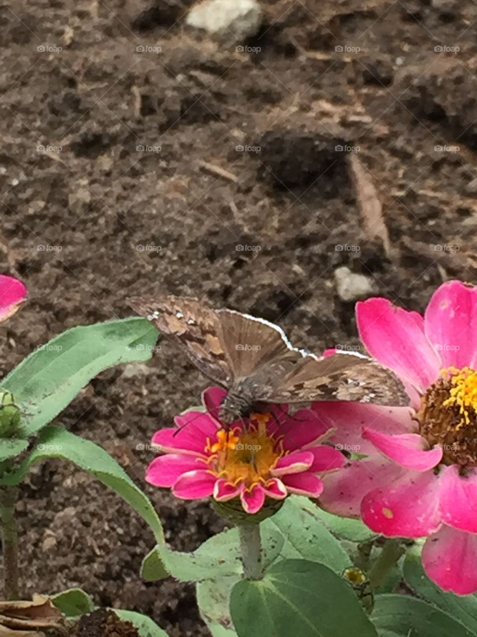 Butterfly on flowers 