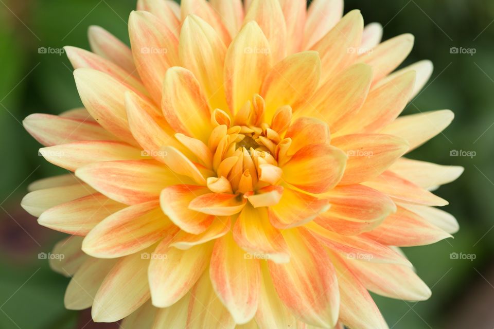 Yellow dahlia