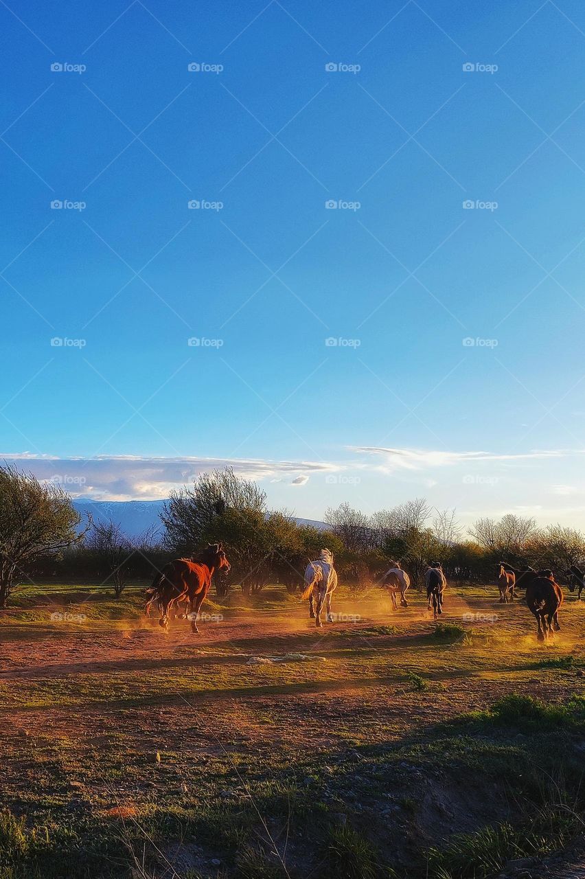 An amazing photograph capturing horses running through a field in the spring with dust  in the air from their hooves and beautiful blue skys above them