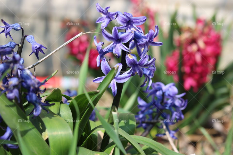 Springtime Flowers.