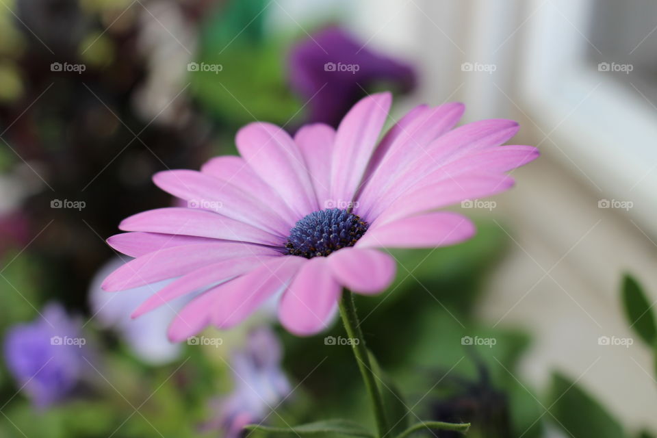 High angle view of flower