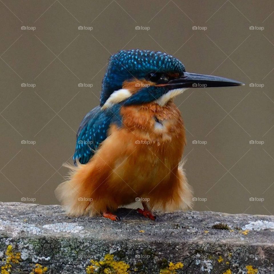 Kingfisher posing