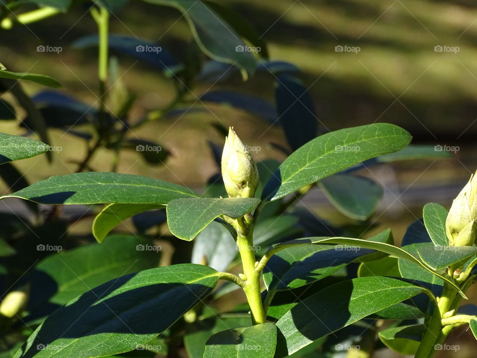 Kurpark in Bad Wildbad