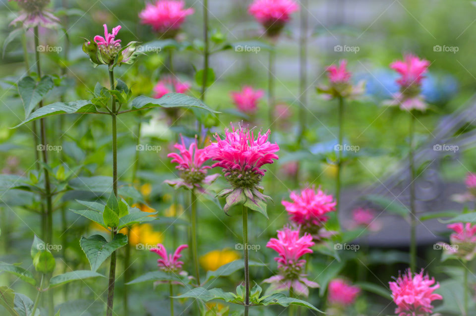 pink flowers scattered in a perennial garden