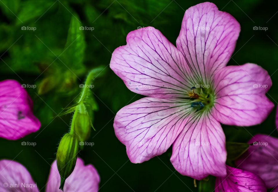 Inside beauty flower 