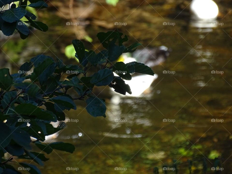 Kurpark in Bad Wildbad