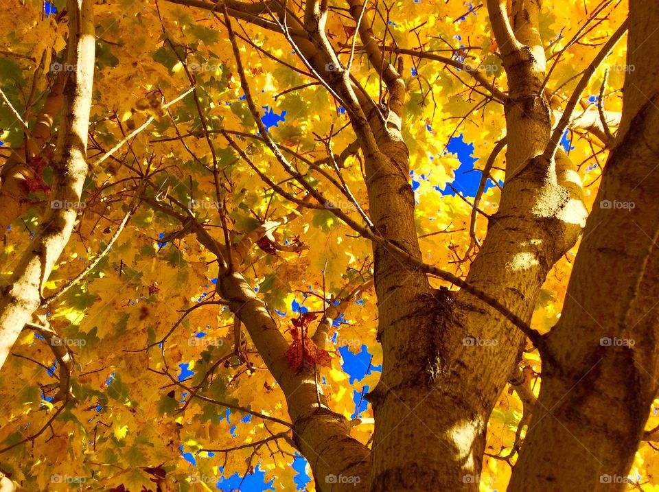 Low angle view of autumn tree