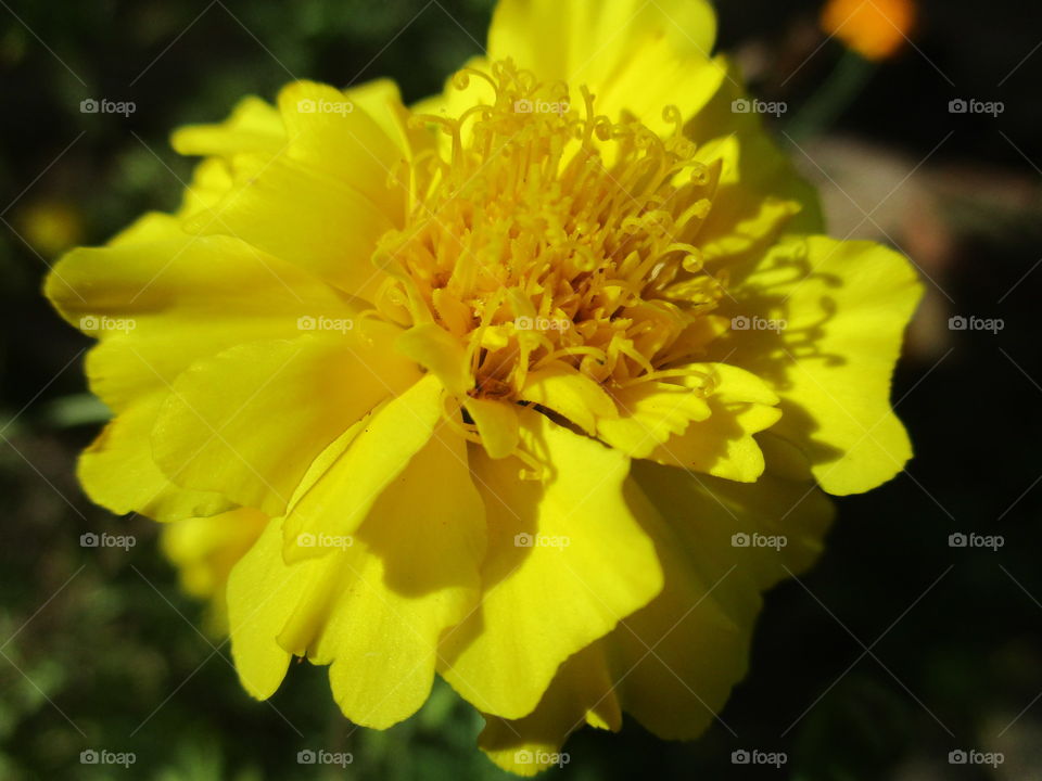 yellow flower