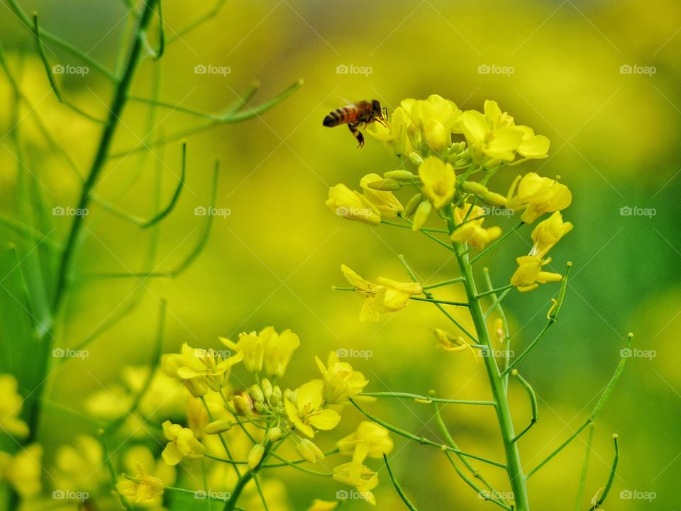 Bee with yellow flower