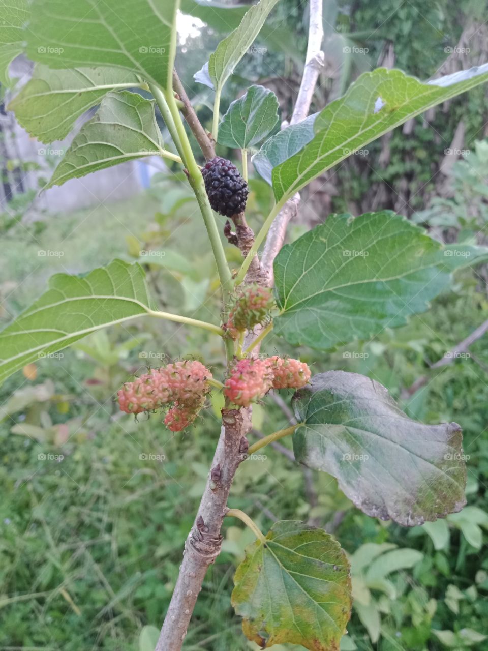 Mulberry beside my home