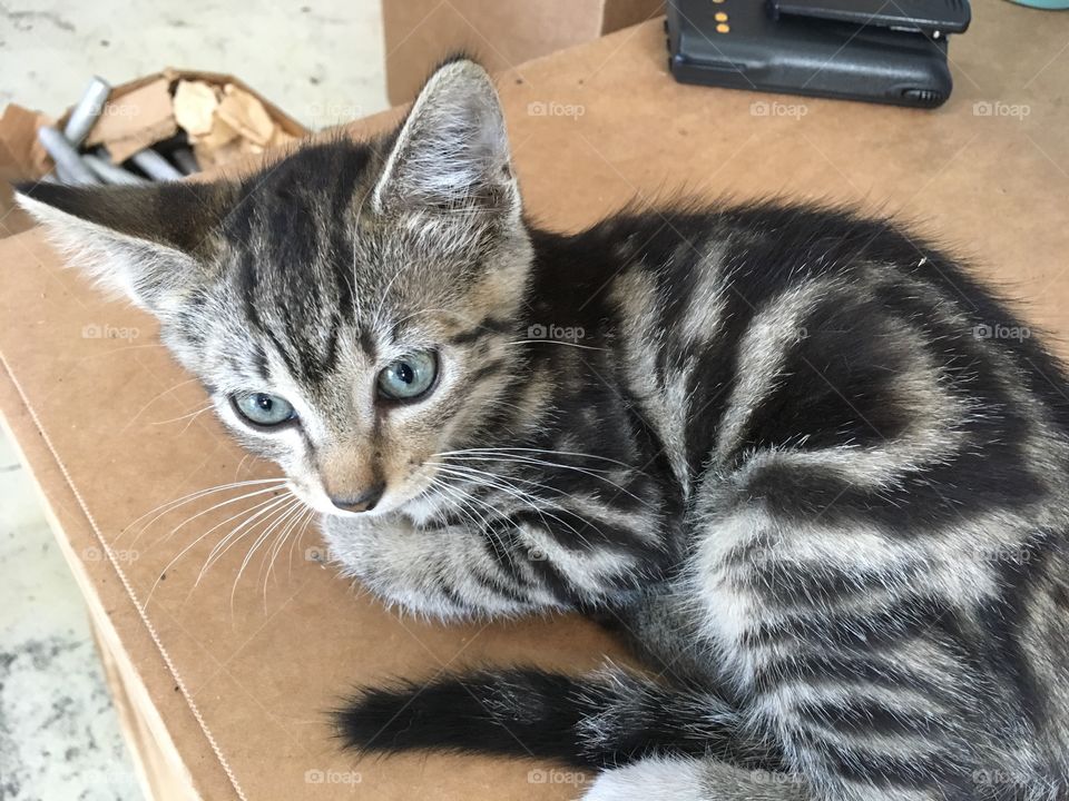 Beautiful stray garage kitten 