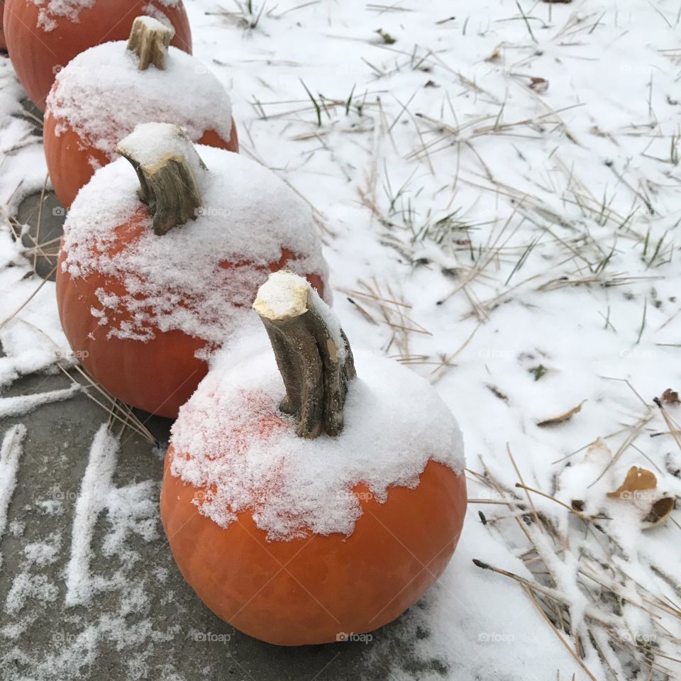 Pumpkins in the snow.