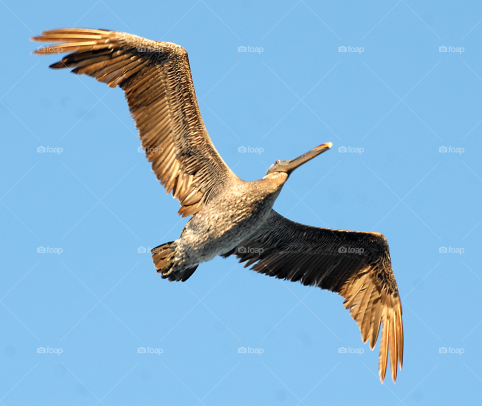 pelican brown pelican pelican flying pelican in flight by lightanddrawing