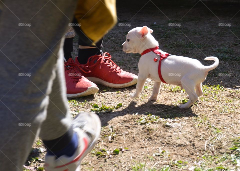 People on a walk with Dogs