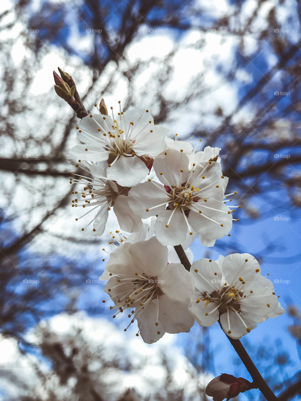 flowering trees in spring on a sunny day