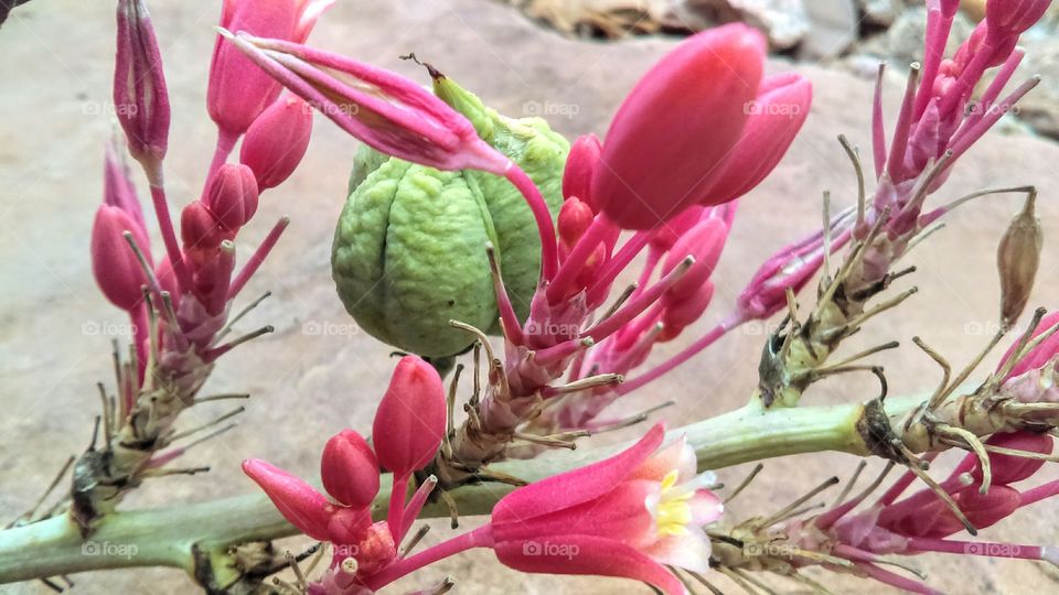 Pink flowers and pods
