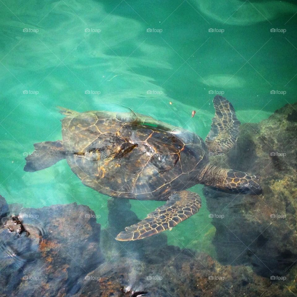 "Honu" Hawaiian Sea Turtle