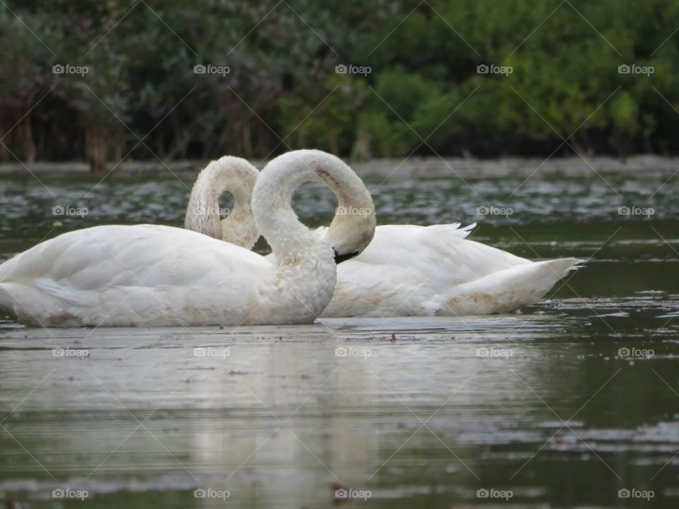 Swans infinity in sync, taken from my kayak