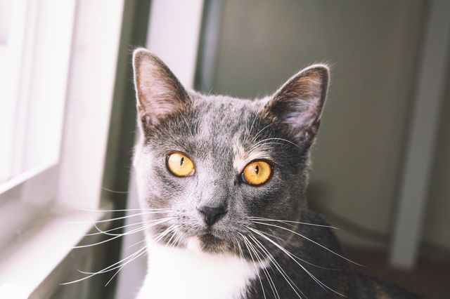 Kitty