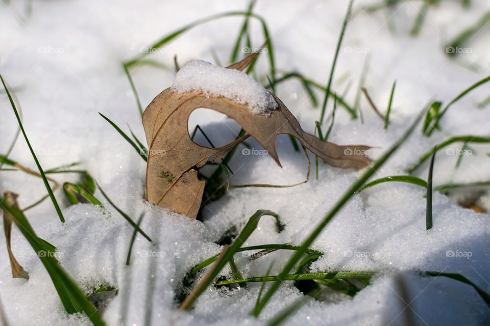 Leaf in grass after a light snow