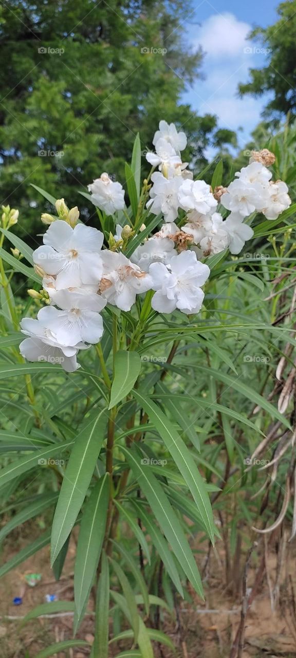 Kaner Nerium Oleander