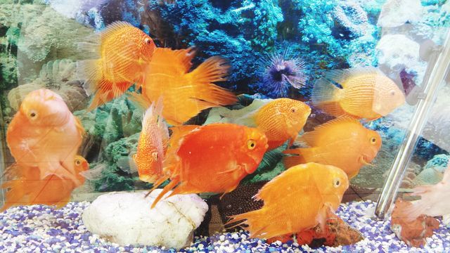 FISH COLOR.