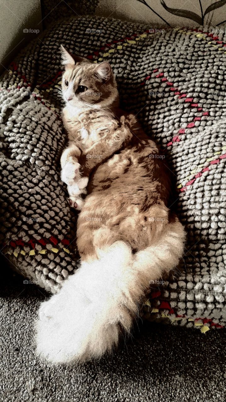 cushion cat