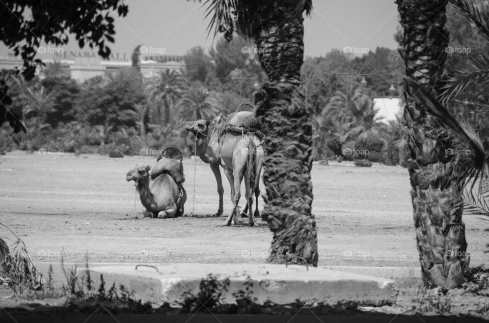 Moroccan Camel