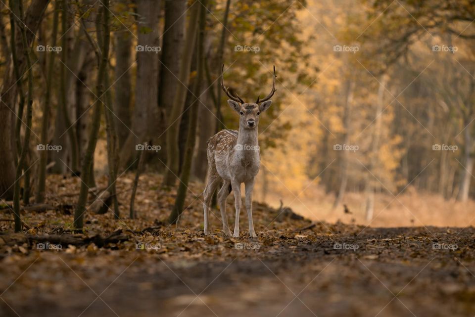 Beautiful skika deer