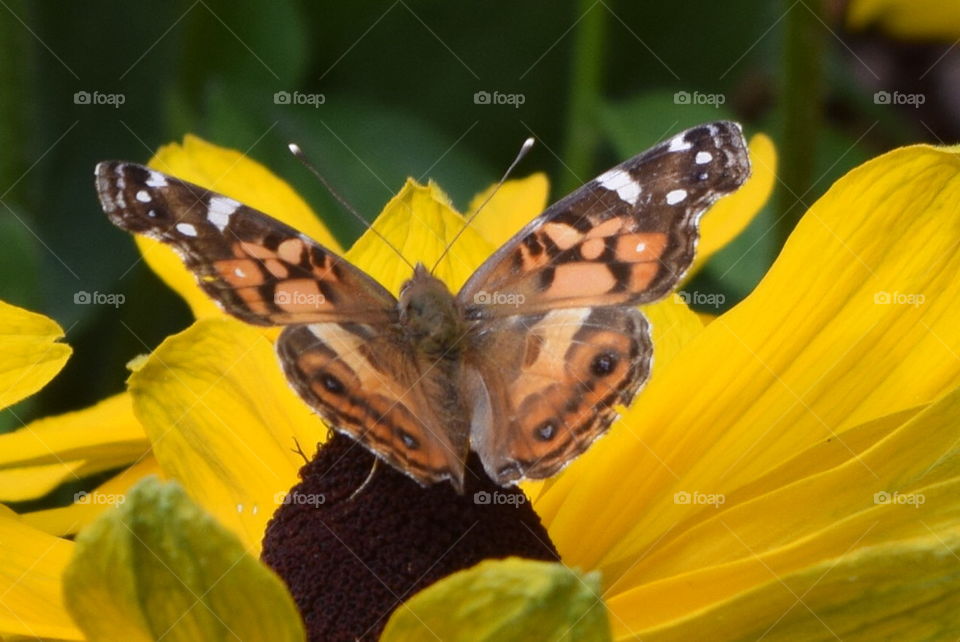 summer butterfly