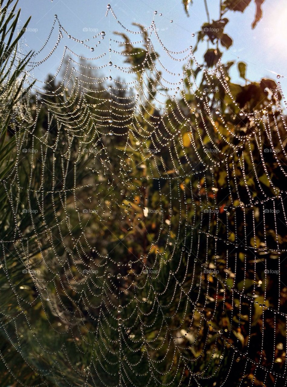 Close-up of a spider web