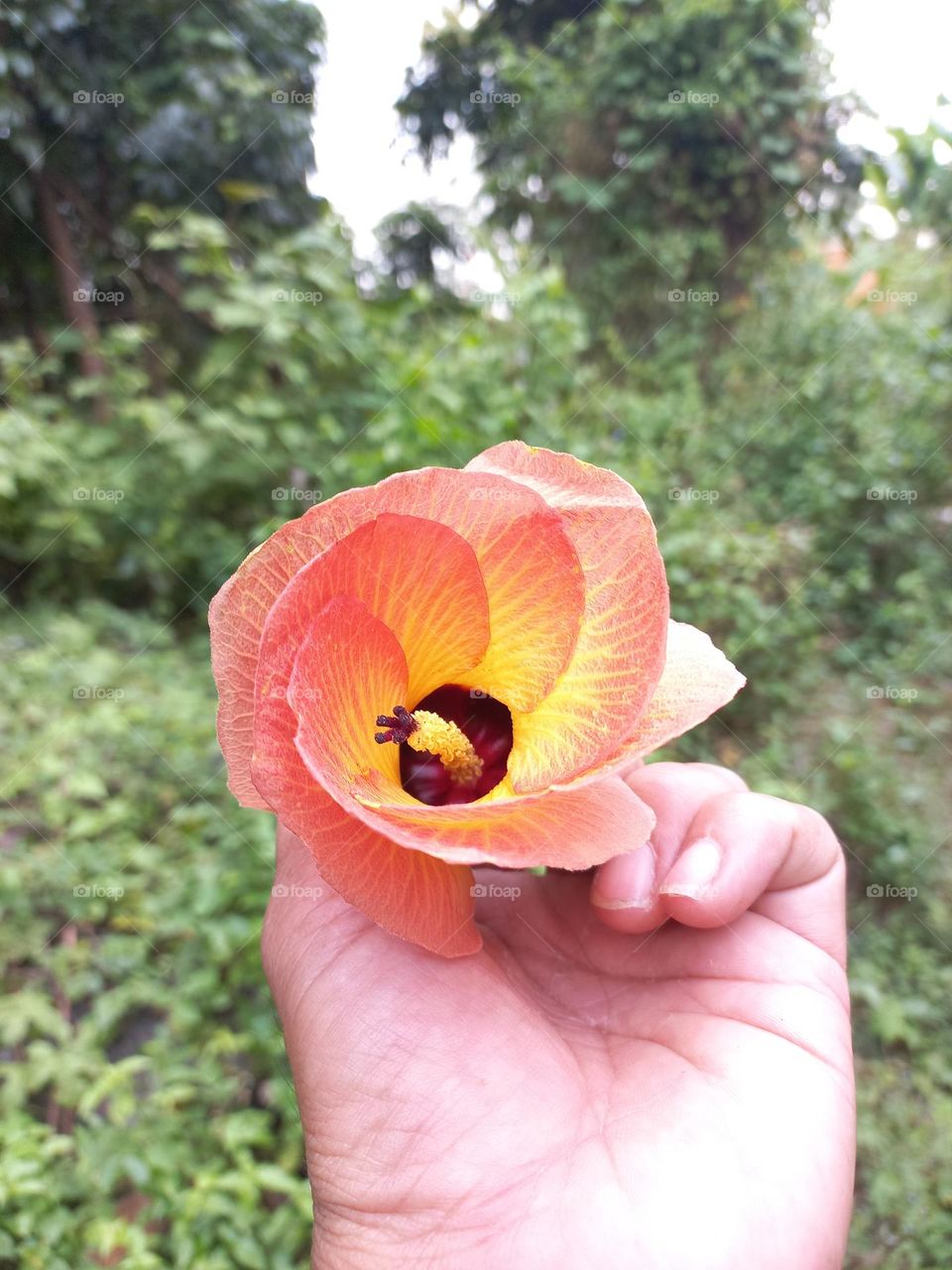 Beautiful Hibiscus tiliaceus flower in hand
