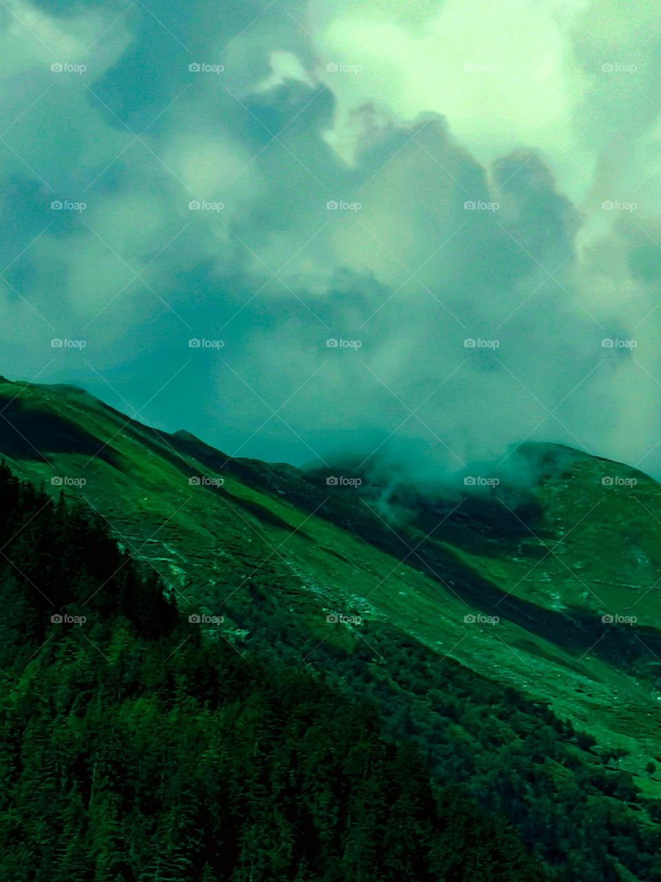 Greenary after drizzling