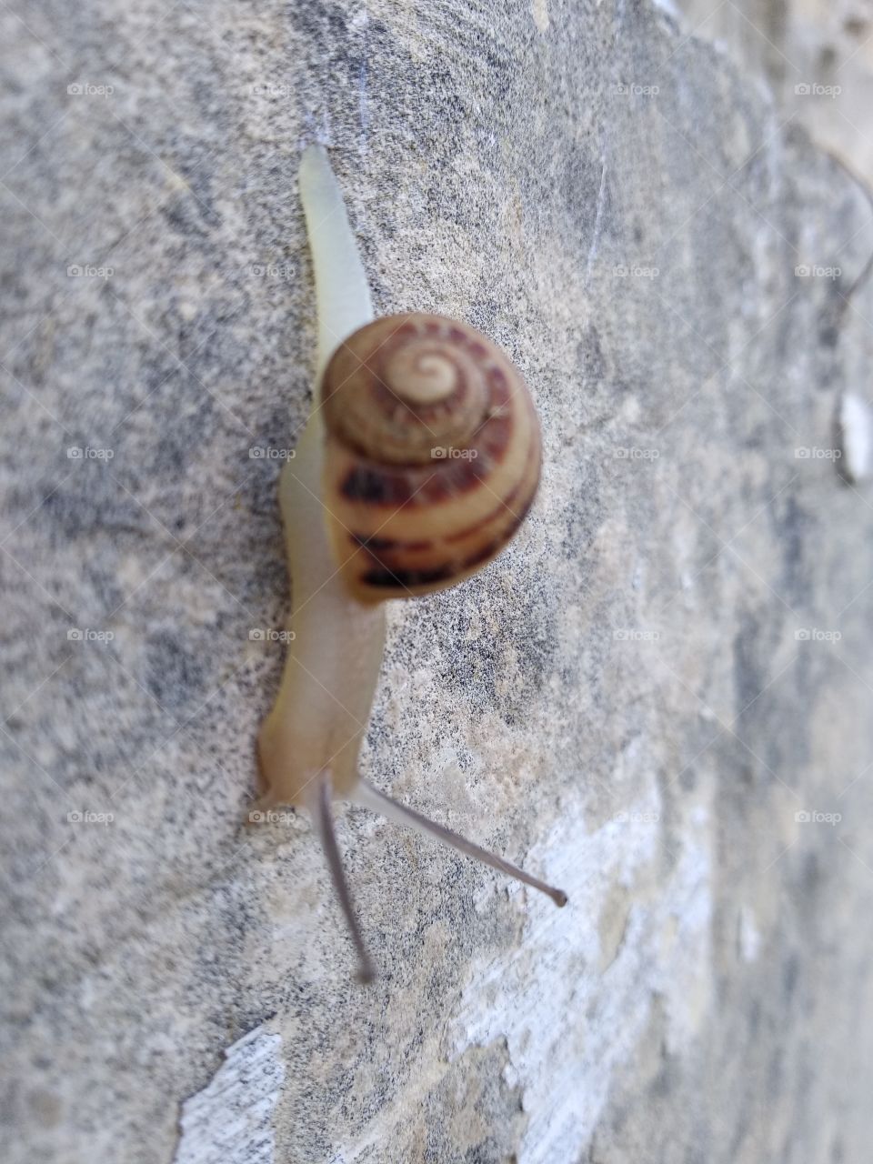 Snail