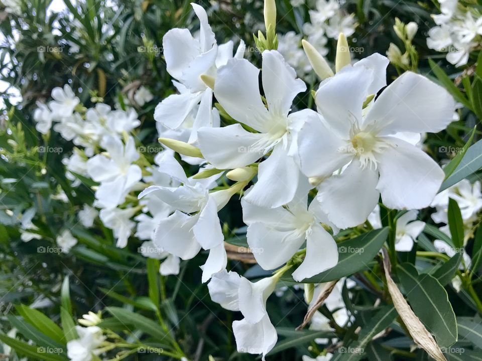 Beautiful Oleander but extremely toxic.