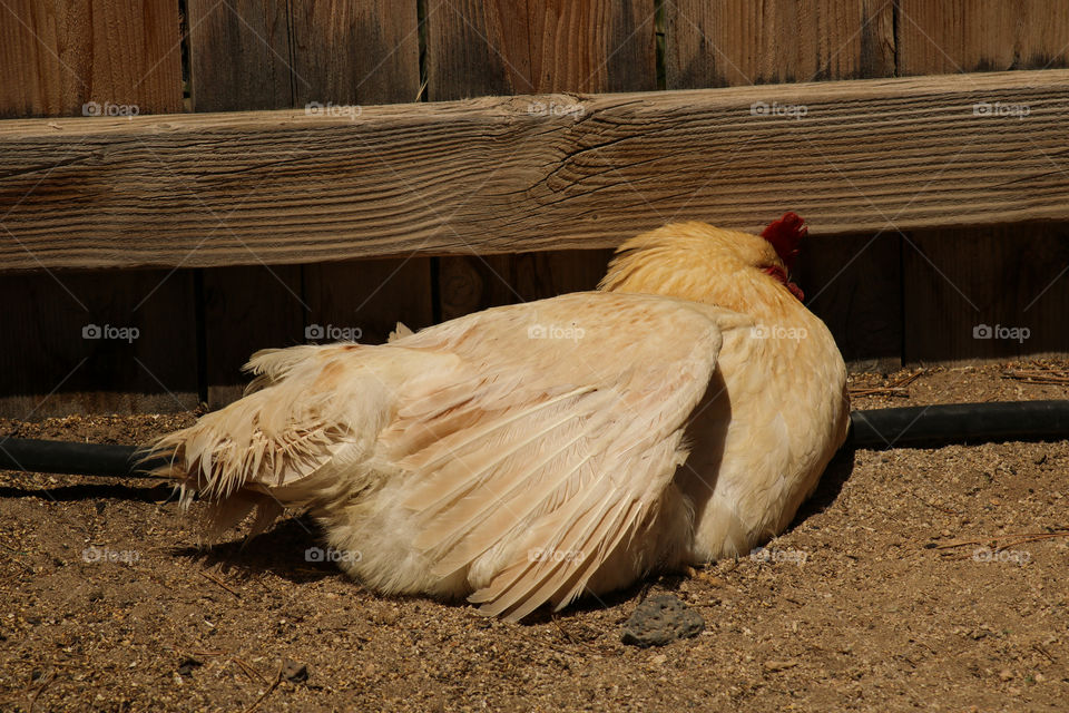 Amberlink chicken sun bathing 