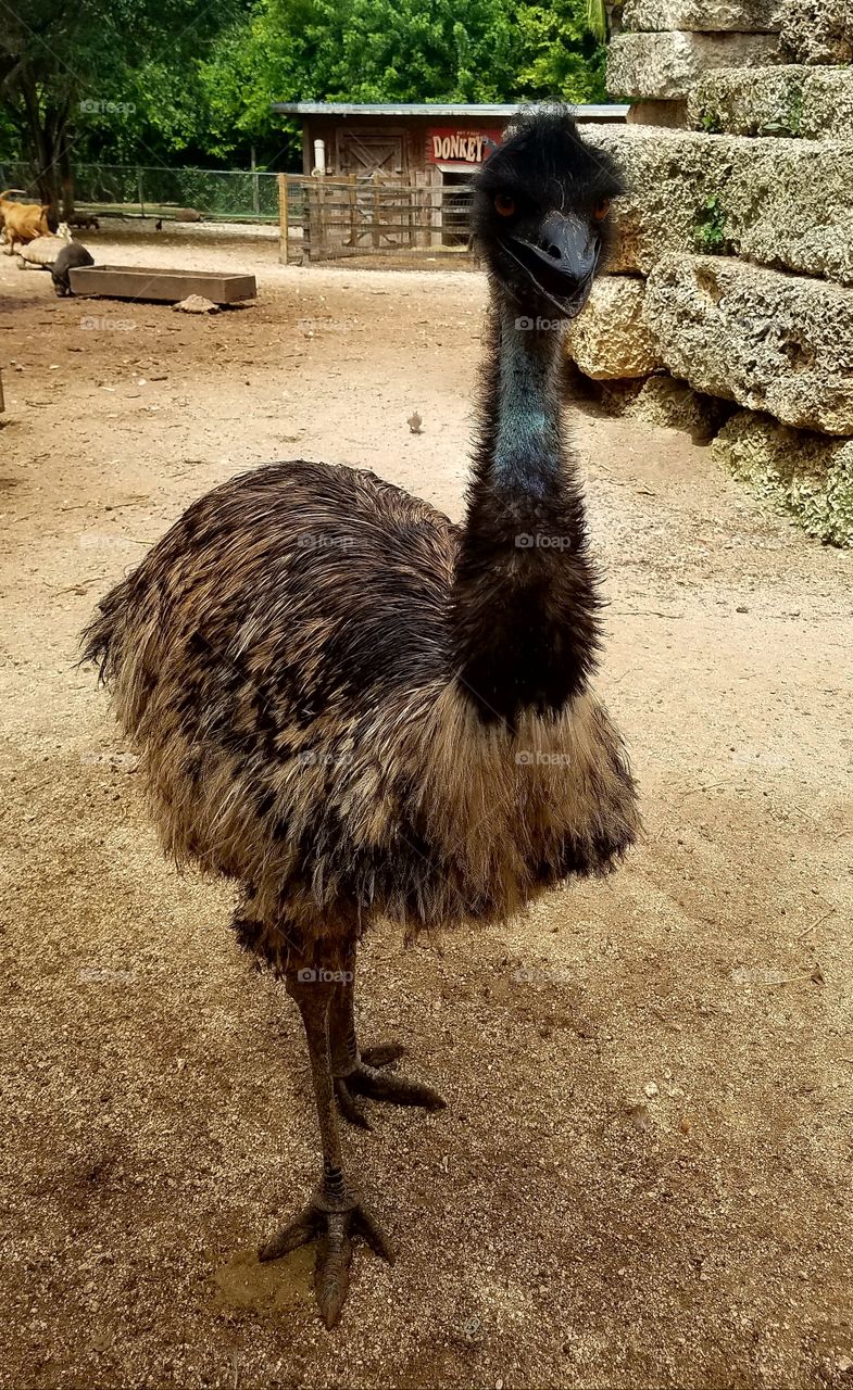 Ostrich, Wildlife, Zoo, Animal, Bird