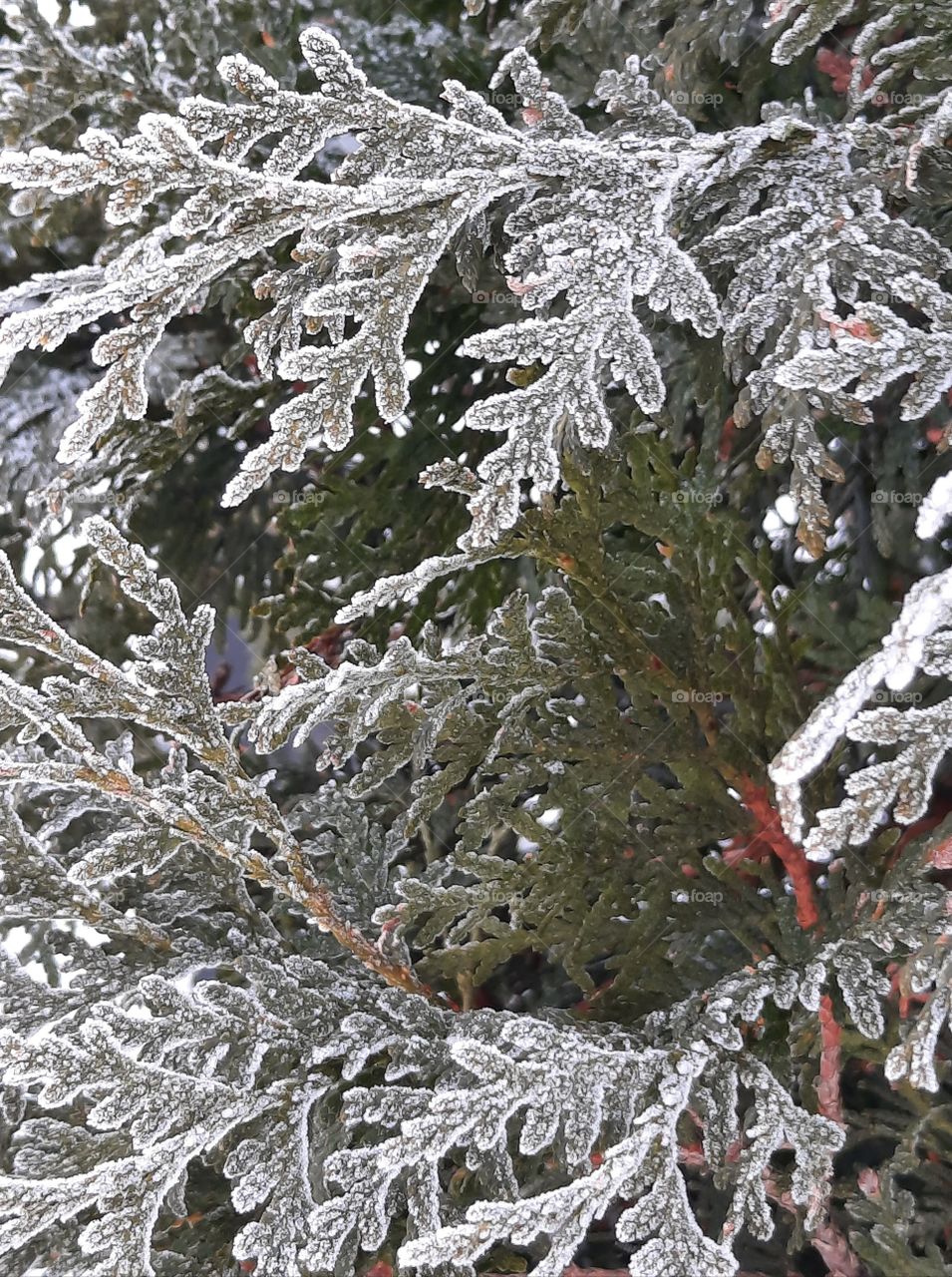 winter garden -frost covered thuja twigs